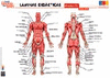 LAMINA MUSCULOS