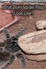 WHAT DOES SPIDER POOP LOOK LIKE?