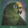 VERDE CARTON