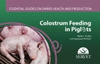 COLOSTRUM FEEDING IN PIGLETS (ENG)